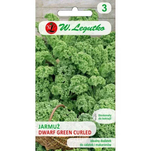 Jarmuż zielony Dwarf