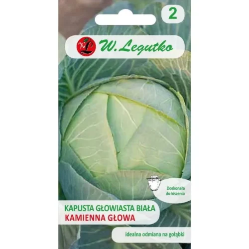 Kapusta kamienna Głowa