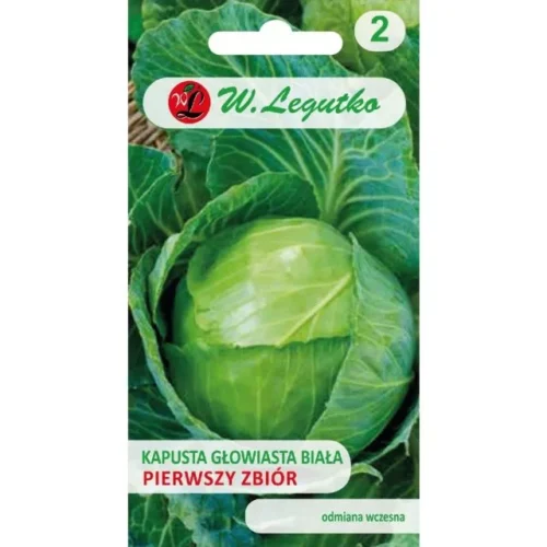 Kapusta Pierwszy Zbiór