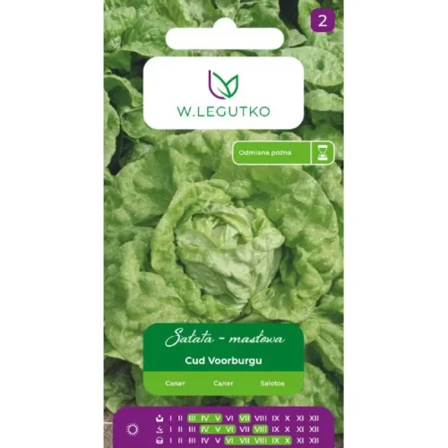 Sałata Cud Voorburgu