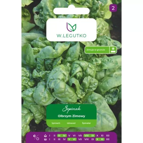 Szpinak Olbrzym Zimowy