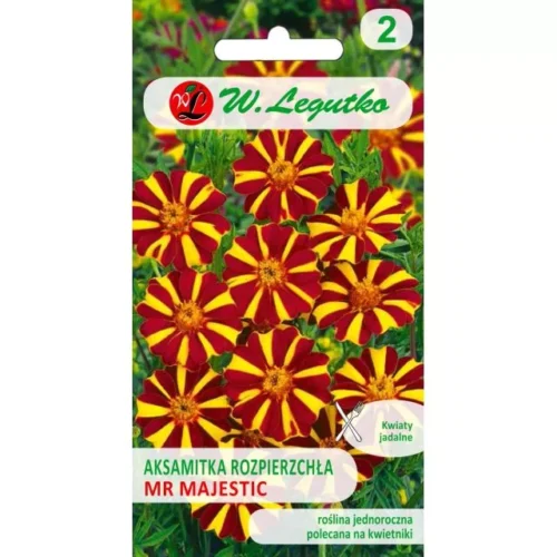 Aksamitka rozpierzchła Mr Majestic