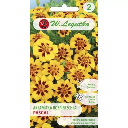 Aksamitka rozpierzchła Pascal