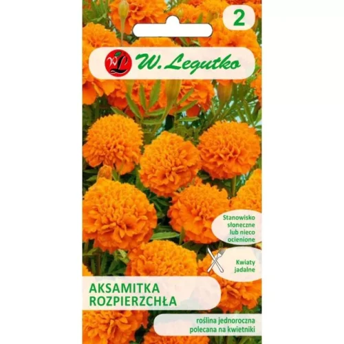 Aksamitka rozpierzchła pełna pomarańczowa