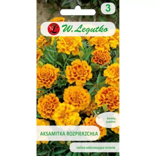 Aksamitka rozpierzchła Queen Sophia