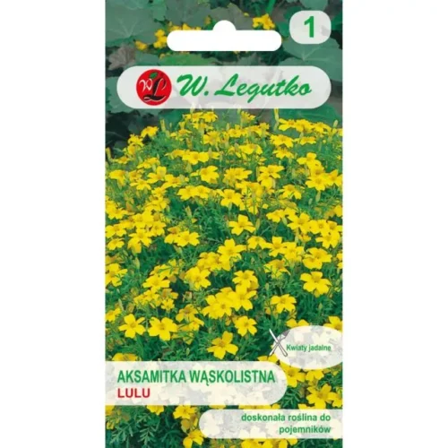 Aksamitka wąskolistna Lulu